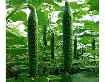 黃瓜噴葉面肥好處_用量及注意事項(xiàng)