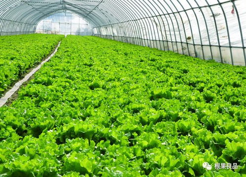 蔬菜種植技術(shù),經(jīng)典的 四不顛倒 要牢記