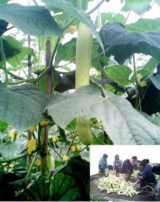 廠家專業(yè)生產(chǎn)各式扣手手提袋服裝鞋子包裝袋來樣訂做免設(shè)計(jì)費(fèi)|鞋|產(chǎn)品|中國(guó)黃頁網(wǎng)