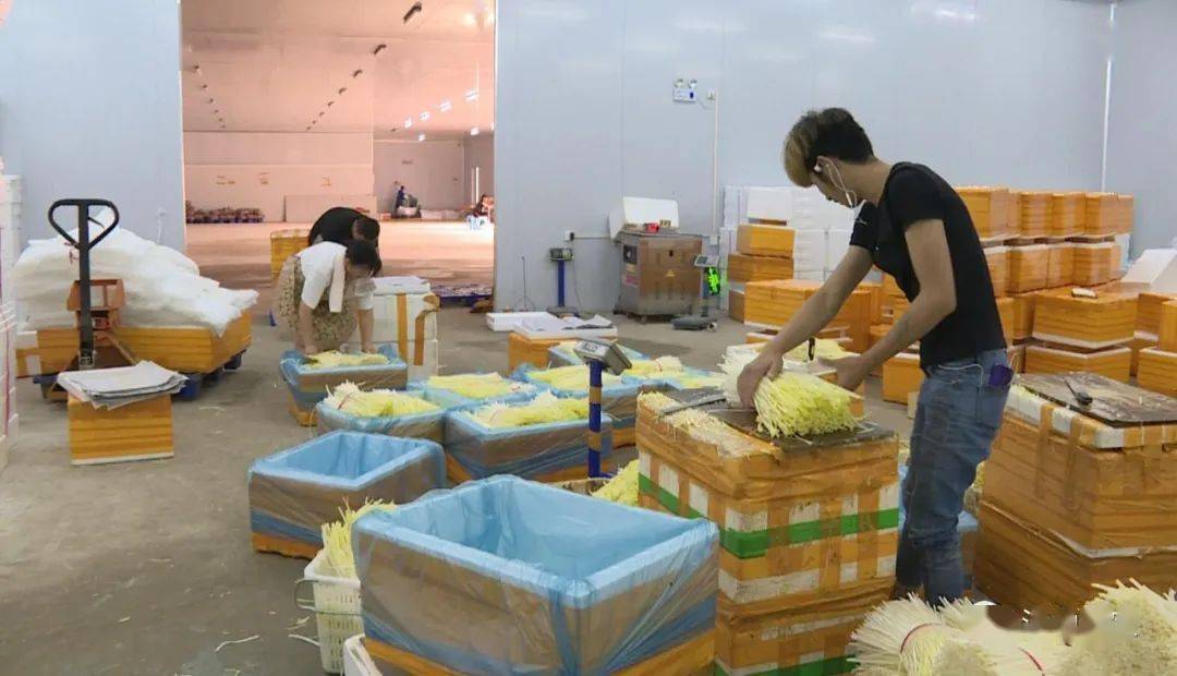 蹲點采訪①|韭菜出口基地的"翻身夢"|韭黃|蔬菜|農產品.