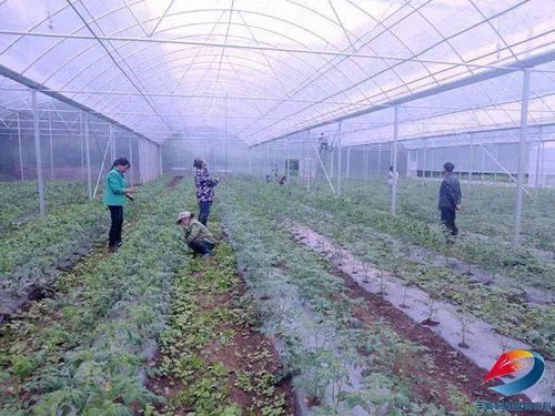厲害了 豐都這個鎮(zhèn)投資380萬元 建成周邊區(qū)縣最大蔬菜育苗基地