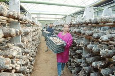 山西萬榮縣壯香知合作社 香菇產業引領群眾致富路